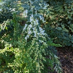Lespedeza thunbergii Bailey (1)