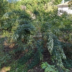 Lespedeza thunbergii Bailey (2)