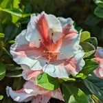 Rhododendron Encore Starburst (1)