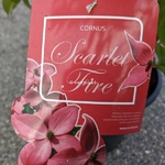 Cornus kousa Scarlet Fire (4)