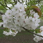 Prunus Tai Haku (1)