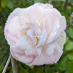 Rosa clg Pierre de Ronsard (1)