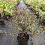 Pittosporum tenuifolium Dark Diva