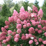 Hydrangea paniculata Fire Light (1)