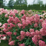 Hydrangea paniculata Fire Light