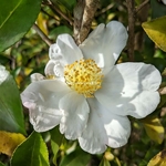 Camellia sasanqua Janell (2)