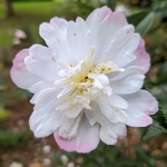 Camellia sasanqua Vanessa (1)