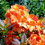 Rhododendron Glowing Embers (2)
