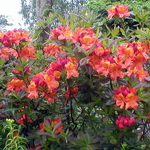 Rhododendron Glowing Embers (1)