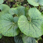 Farfugium japonicum Giganteum (4)