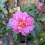 Camellia x Fragrant Pink (3)