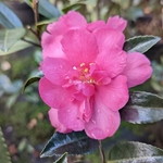 Camellia sasanqua Elfin Rose (2)