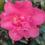 Camellia sasanqua Dazzler