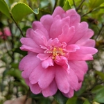 camellia sasanqua Caroline (1)