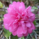 camellia sasanqua Caroline (3)