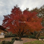 Acer palmatum Seiryu (6)