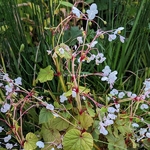 Begonia grandis evansiana Alba (3)