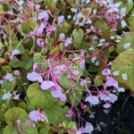 Begonia grandis evansiana (2)