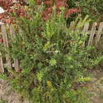 Callistemon Mini Red (11)