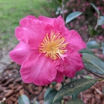 Camellia sasanqua Belinda (6)