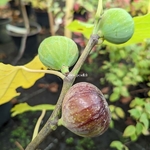 Ficus carica Violette de Solliès (1)