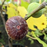 Ficus carica Violette de Solliès (2)