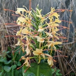 Hedychium gardnerianum