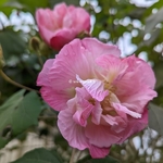 Hibiscus mutabilis Wallis (3)