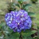 Hydrangea macrophylla Bloomstar (2)