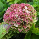 Hydrangea macrophylla Revolution (1)