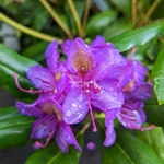 Rhododendron Marcel Ménard (2)