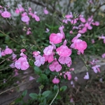 Salvia microphylla Salvinius Pink