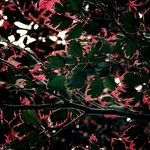 Fagus sylvatica Tricolor (2)