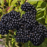 Sambucus nigra Haidegg 17 (2)