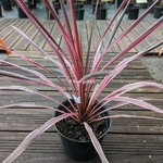 Cordyline australis Pink Fire