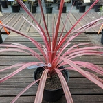 Cordyline banksii Cherry Sensation