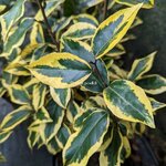 Elaeagnus ebbingei Viveleg (1)