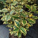 Elaeagnus ebbingei Viveleg (2)