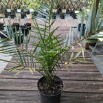 Phoenix canariensis