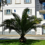 Phoenix canariensis (2)