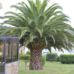 Phoenix canariensis (1)