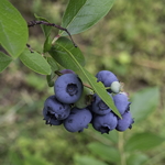 Vaccinium corymbosum Patriot