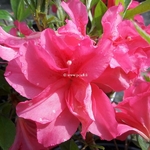 Rhododendron Pink Queen (1)