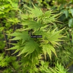 Acer palmatum Berry Broom (1)