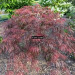 Acer palmatum dissectum Garnet