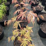 Acer palmatum Nicholsonii (3)