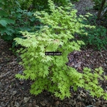 Acer palmatum Summer Gold