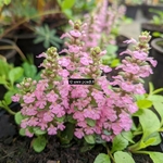 Ajuga reptans Rosea (1)