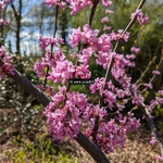 Cercis canadensis Hearts of Gold (1)