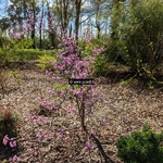 Cercis canadensis Hearts of Gold (3)